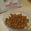 Royal Canin Hypoallergenic Small Dog DR 24/Гипоаллергенный лечебный сухой корм для мелких собак. фото