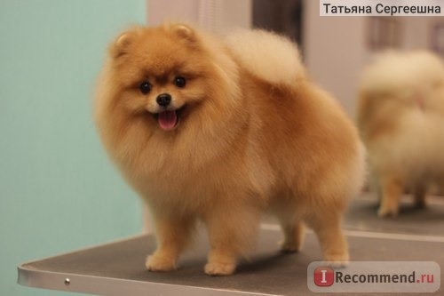 Eukanuba Adult Small Breed фото