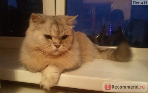 Корм для кошек Whiskas Новогодний Бефстроганов с Говядиной для Кошек фото