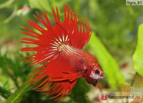 Рыбка петушок / Бойцовая рыбка / Сиамский петушок / Betta Splendens фото