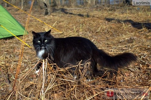 Норвежская лесная кошка (дикая) фото