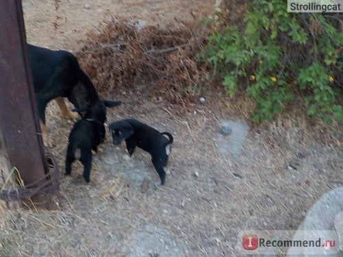 малейшее движение объекта и фото получается нерезким. Даже при хорошем освещении!