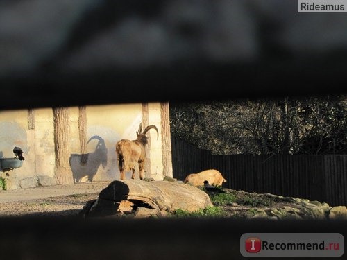 Зоопарк в Риме. Bioparco di Roma фото