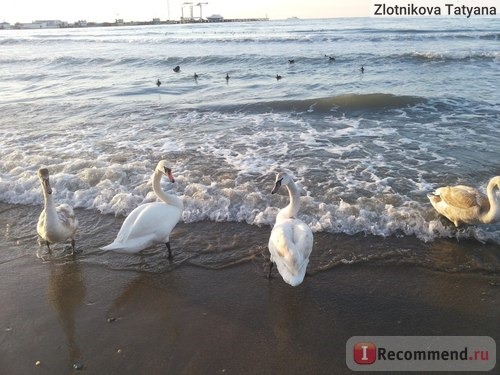 прогулки вдоль моря, грех не гулять, ведь живём на побережье чёрного моря