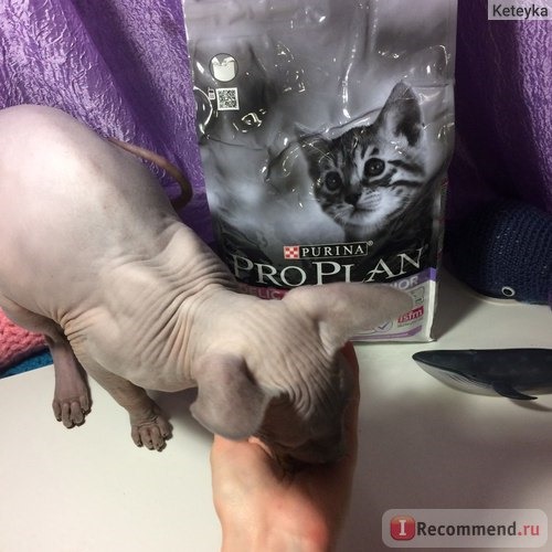 Корм для кошек Purina PRO PLAN Junior Delicate / сухой корм для котят с индейкой и рисом фото