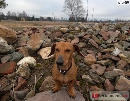 Корм для собак Gastro Intestinal (Royal Canin) фото