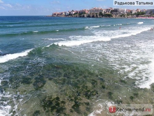 Водоросли на Центральном пляже скапливаются, в основном, возле берега