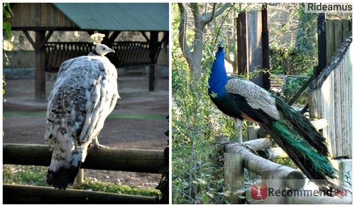 Зоопарк в Риме. Bioparco di Roma фото