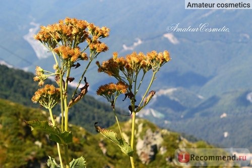 Роза Хутор, Олимпийская деревня, Сочи фото