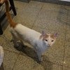 местный кот, пару раз видели его на столах (!) посетителей