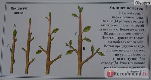 Большая книга о лесах и деревьях. Рене Меттле фото