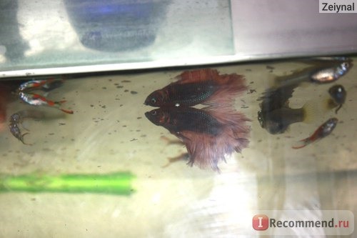 Рыбка петушок / Бойцовая рыбка / Сиамский петушок / Betta Splendens фото