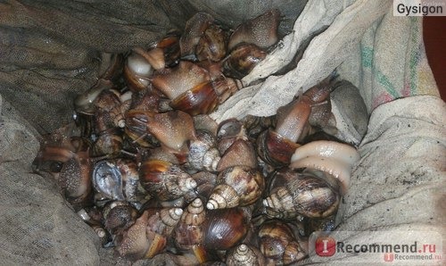 Хороша жизнь в старой половой тряпке...но ведь главное, все живы и никого не убили!