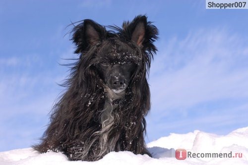 Китайская хохлатая собака фото