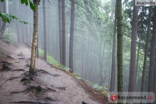 Надвигающийся туман на тропинке Габриэллы. Национальный парк Чешская Швейцария. 