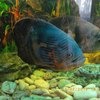 Астронотус / Astronotus ocellatus фото