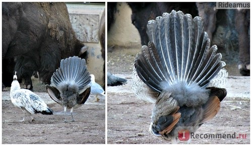 Зоопарк в Риме. Bioparco di Roma фото