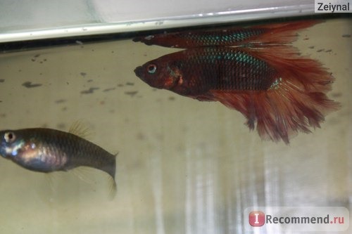 Рыбка петушок / Бойцовая рыбка / Сиамский петушок / Betta Splendens фото