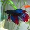 Рыбка петушок / Бойцовая рыбка / Сиамский петушок / Betta Splendens фото