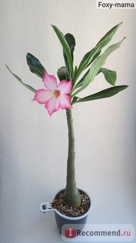 Adenium Somalense Anaсonda (сеянец - возраст 8 месяцев)