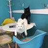 Котокафе «KOTOMANIA» Cats & Relax Club, Москва фото