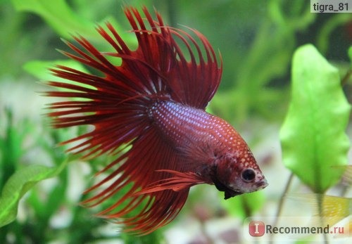 Рыбка петушок / Бойцовая рыбка / Сиамский петушок / Betta Splendens фото