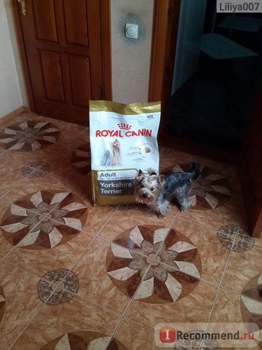 Корм для собак Royal Canin Adult Йоркширский терьер от 10 месяцев фото