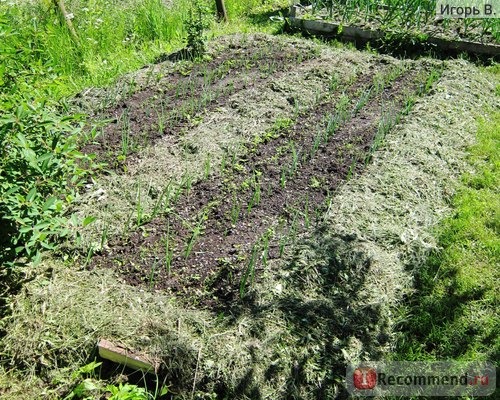 Мульчирование почвы по периметру грядок