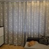 hot & wholesale,promotion curtain,europe gauze curtain,4 colors,polyester curtain ,free shipping 140*250cm фото