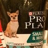 Сухой корм Purina Pro Plan Small & Mini Adult Sensitive Digestion Lamb & Rice / Пурина Про План для взрослых собак мелких и карликовых пород с чувствительным Пищеварением Ягнёнок с рисом фото