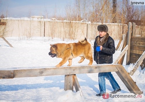 Чау-чау фото