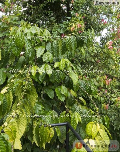 Индонезия, Бали, ферма по производству кофе Лювак (kopi Luwak) I love bas agrotourism фото