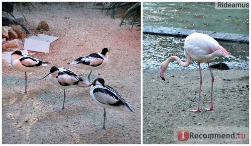 Зоопарк в Риме. Bioparco di Roma фото